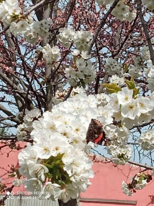 Finca Denunez Βίλα La Mata  Εξωτερικό φωτογραφία